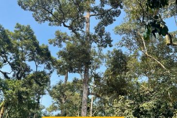 Rimba Terjun Pontian