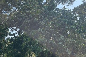 Rimba Terjun Pontian