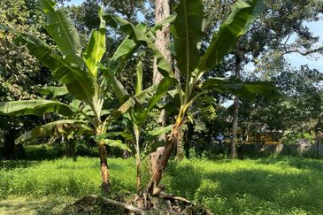 Rimba Terjun Pontian