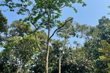 Rimba Terjun Pontian