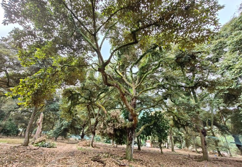 Tangkak Agriculture Land For Sale