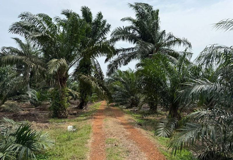 Rimba Terjun Pontian