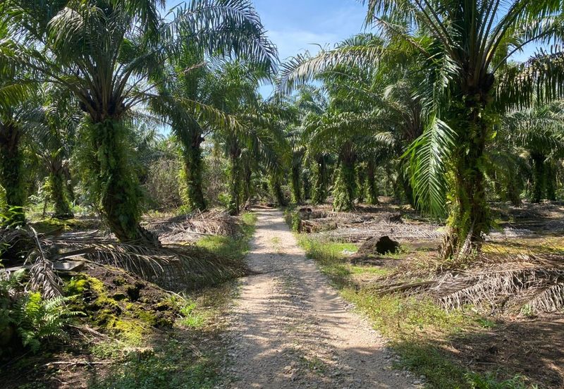 Rimba Terjun Pontian