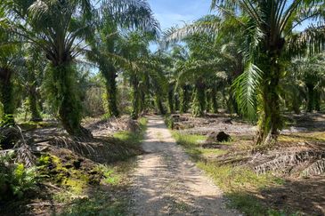 Rimba Terjun Pontian