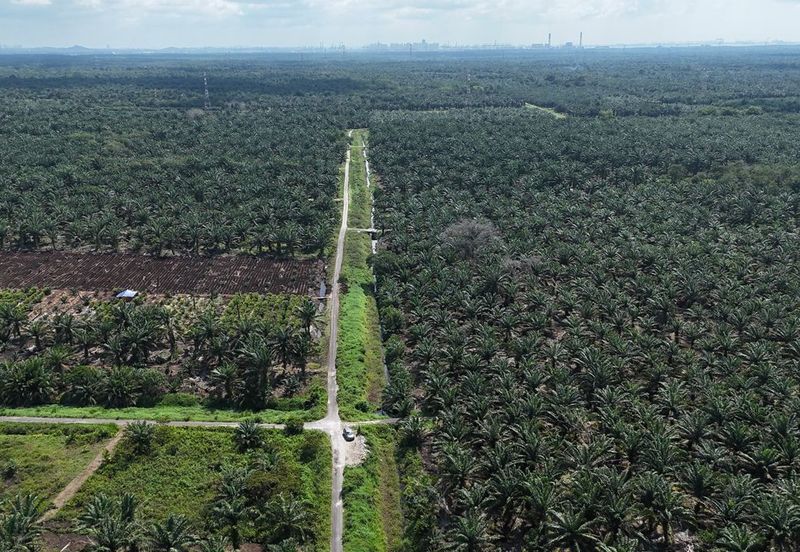 Rimba Terjun Pontian
