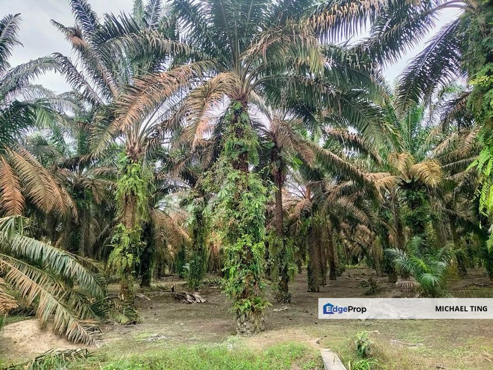 Layang-Layang Agriculture Land For Sale, Johor, Kulai