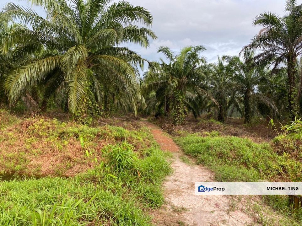 Ayer Baloi Agricultural Land For Sale, Johor, Pontian