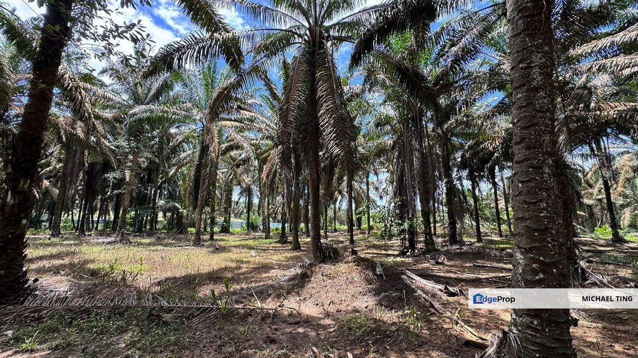 Layang-Layang Agricultural Land For Sale, Johor, Kulai