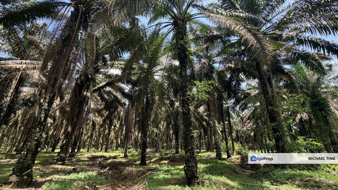 Layang-Layang Agricultural Land For Sale, Johor, Kulai