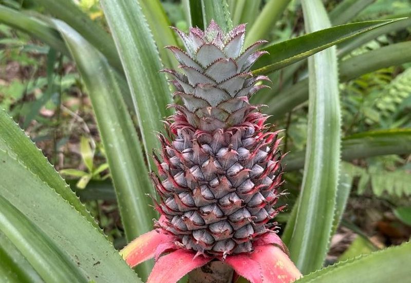 Bandar Baru Kangkar Pulai