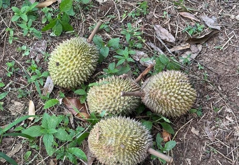 Bandar Baru Kangkar Pulai