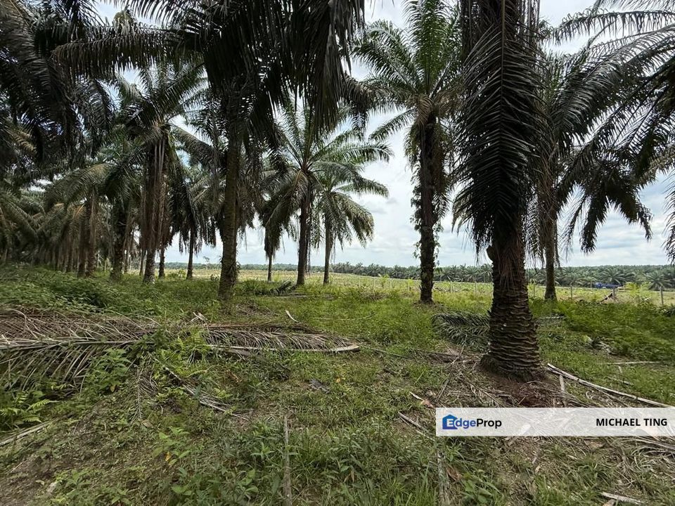 Simpang Renggan Agricultural Land For Sale, Johor, Kluang