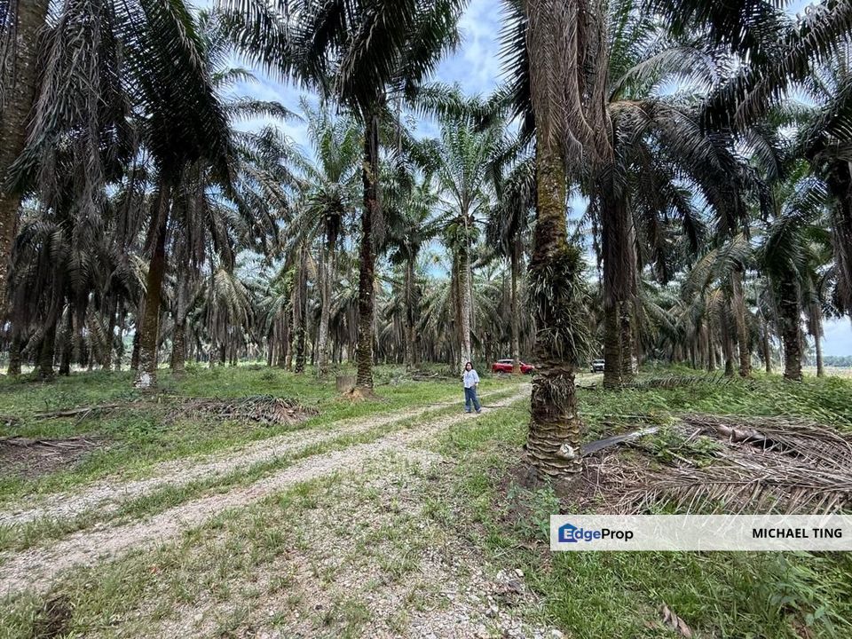 Simpang Renggan Agricultural Land For Sale, Johor, Kluang