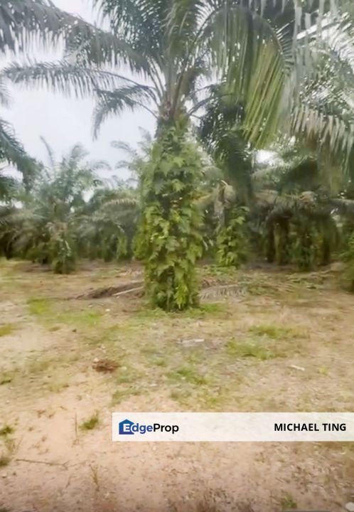 Pekan Nanas Agricultural Land For Sale, Johor, Pontian