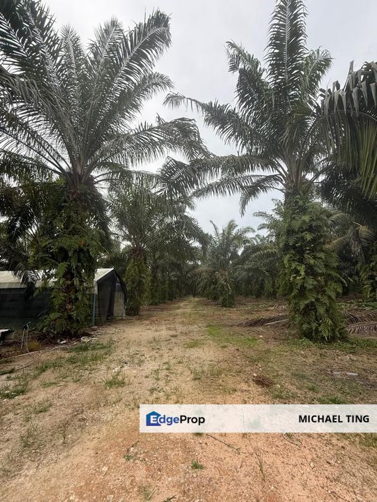 Pekan Nanas Agricultural Land For Sale, Johor, Pontian