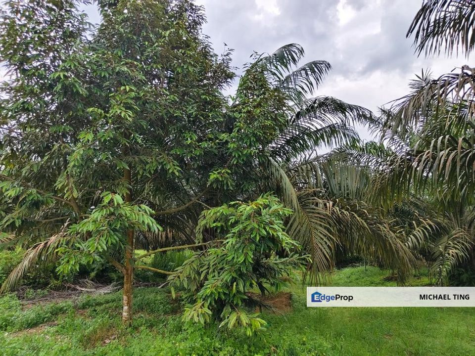 Yong Peng Agricultural Land For Sale, Johor, Kluang