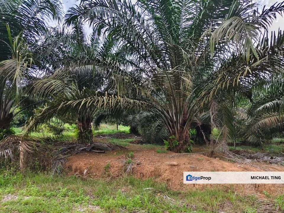 Yong Peng Agricultural Land For Sale, Johor, Kluang