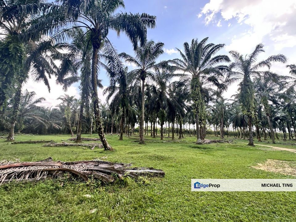 Pekan Nanas Agricultural Land For Sale, Johor, Pontian