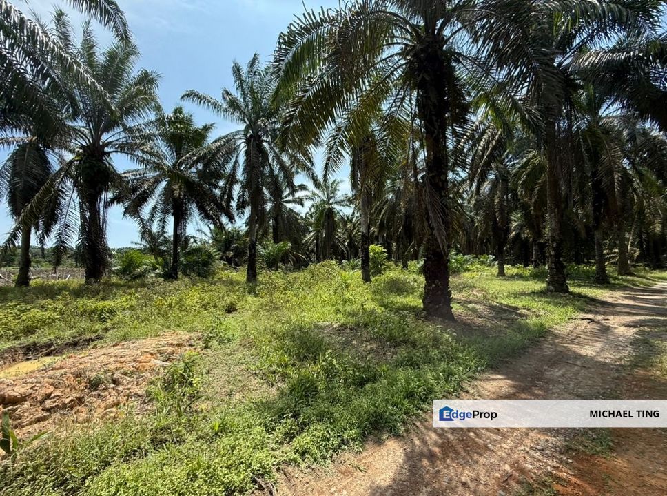 Simpang Renggam Agricultural Land For Sale, Johor, Kluang