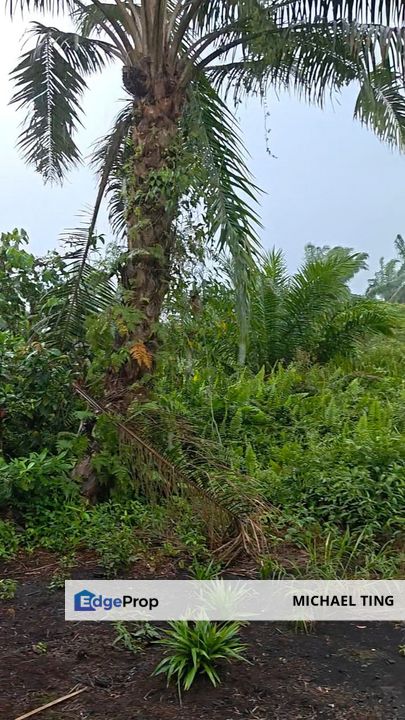 Ayer Baloi Agricultural Land For Sale, Johor, Pontian