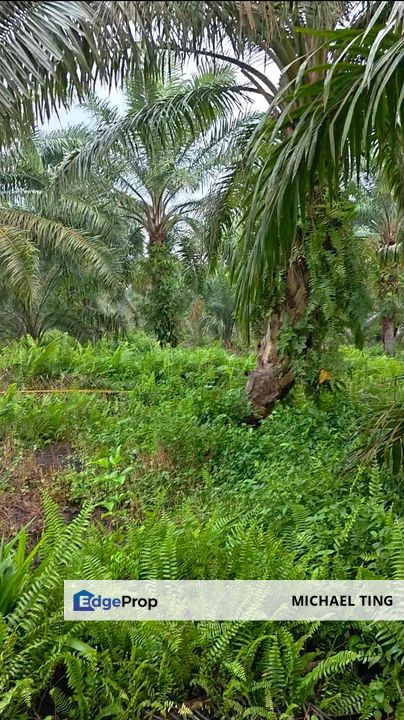 Ayer Baloi Agricultural Land For Sale, Johor, Pontian