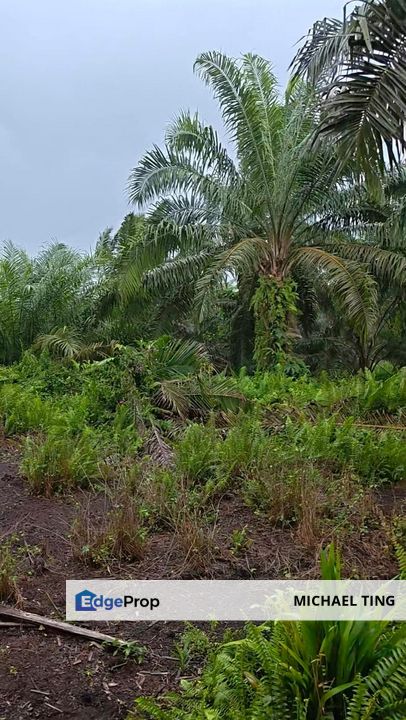 Ayer Baloi Agricultural Land For Sale, Johor, Pontian