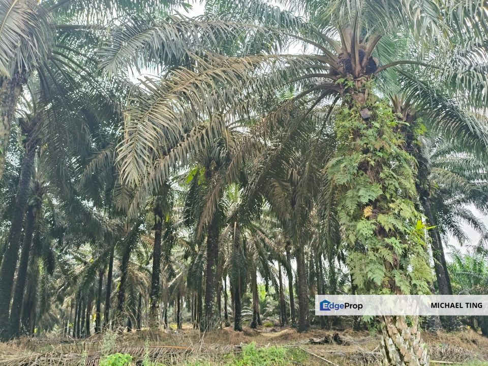 Sengkang Agricultural Land For Sale, Johor, Kulai