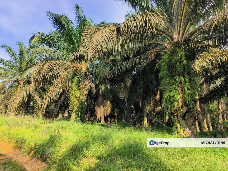 Sengkang Agricultural Land For Sale, Johor, Kulai