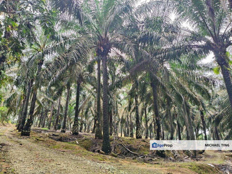 Sengkang Agricultural Land For Sale, Johor, Kulai