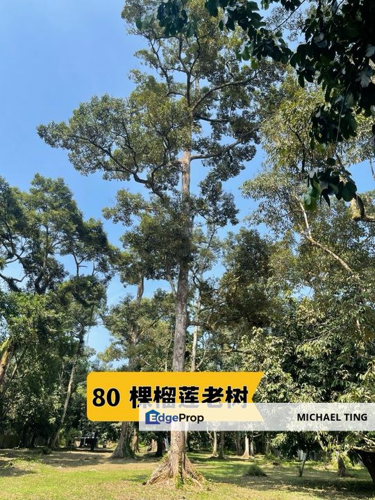 Teluk Kerang Agricultural Land For Sale, Johor, Pontian