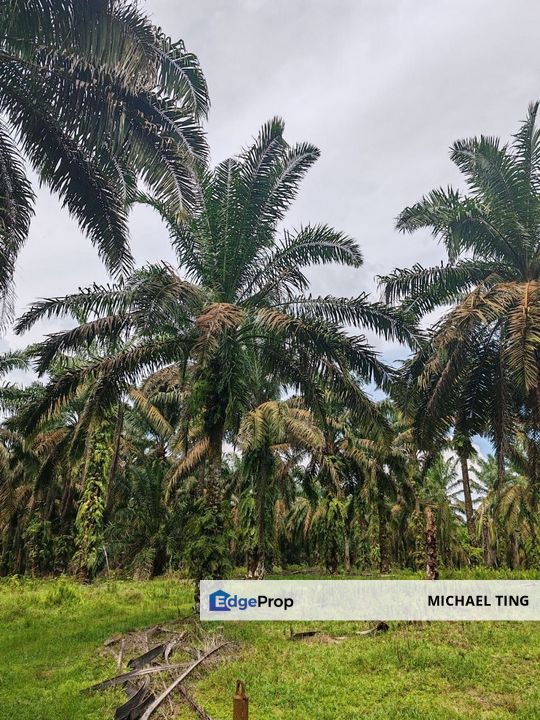 Layang-Layang Agricultural Land For Sale, Johor, Kulai