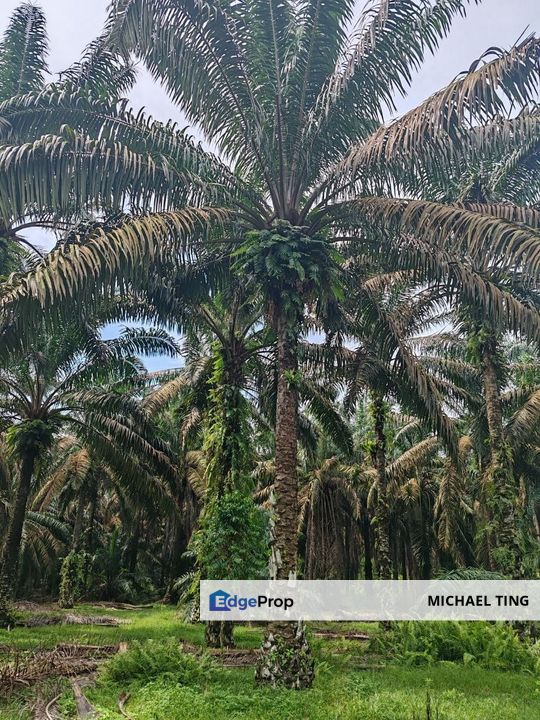 Layang-Layang Agricultural Land For Sale, Johor, Kulai