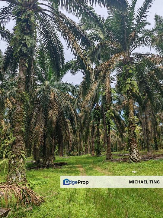 Layang-Layang Agricultural Land For Sale, Johor, Kulai