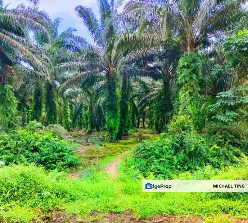 Pekan Nanas Agricultural Land For Sale, Johor, Pontian
