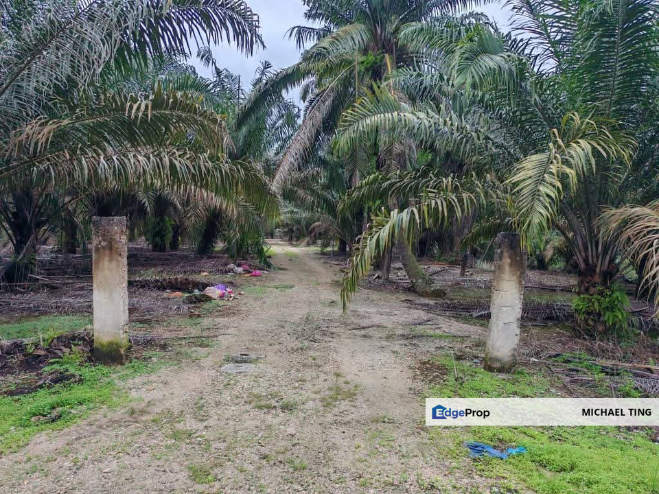 Pekan Nanas Agricultural Land For Sale, Johor, Pontian