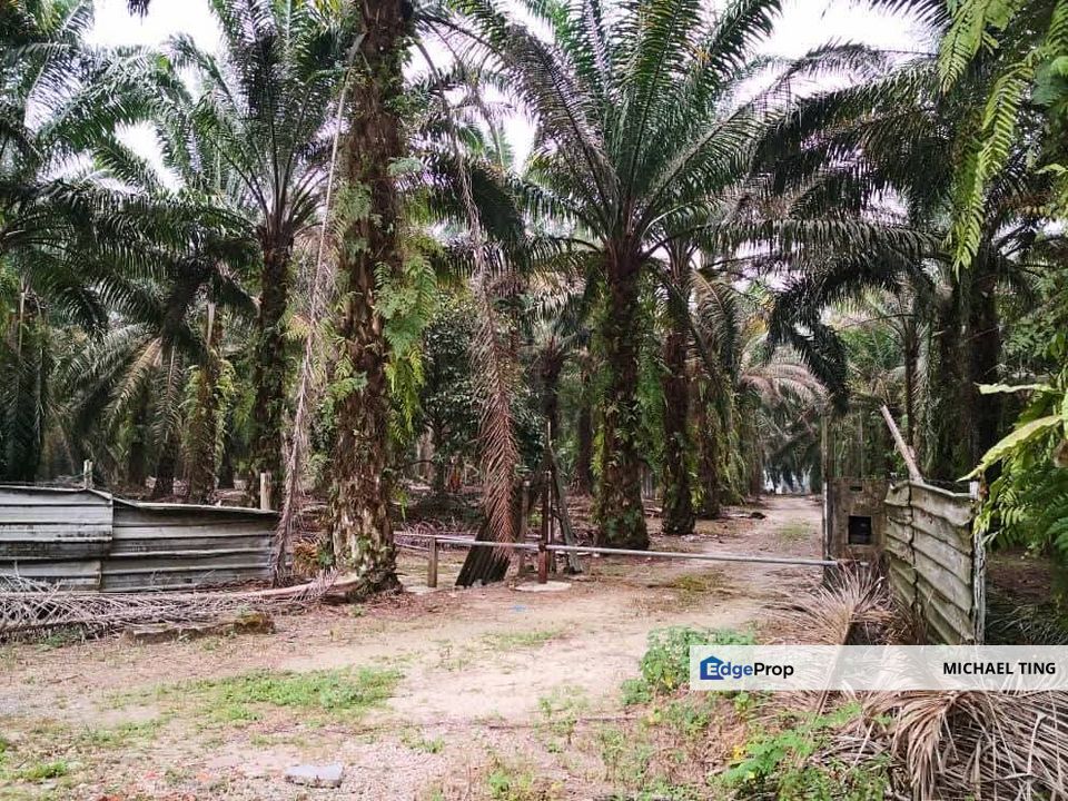 Pekan Nanas Agricultural Land For Sale, Johor, Pontian