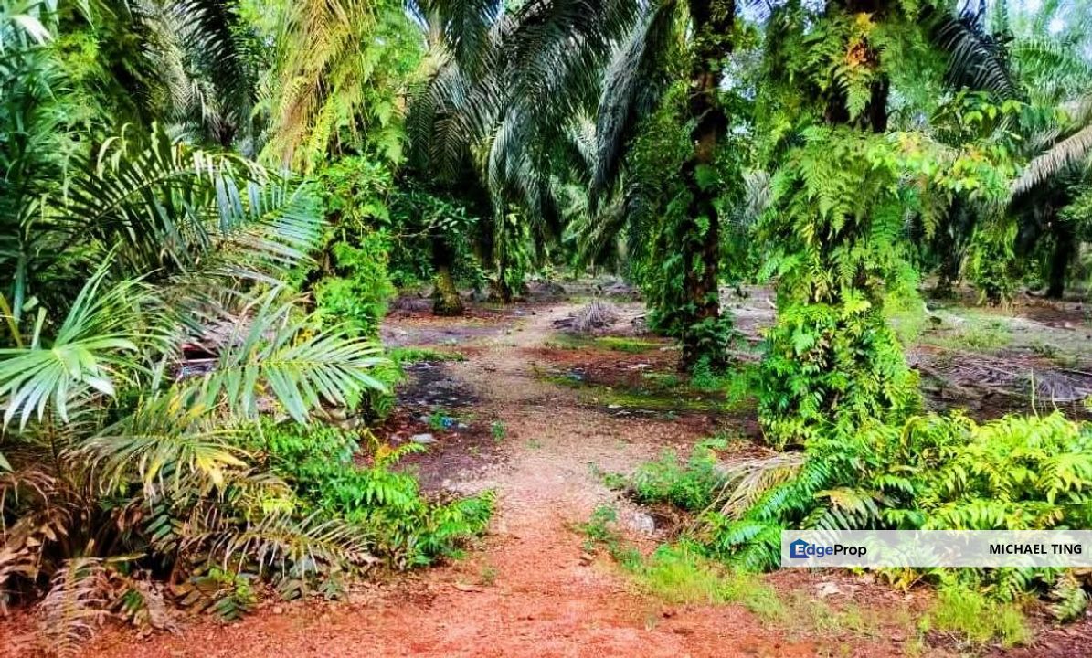 Pekan Nanas Agricultural Land For Sale, Johor, Pontian