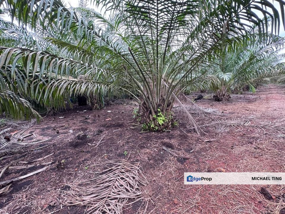 Pontian Agricultural Land For Sale, Johor, Pontian