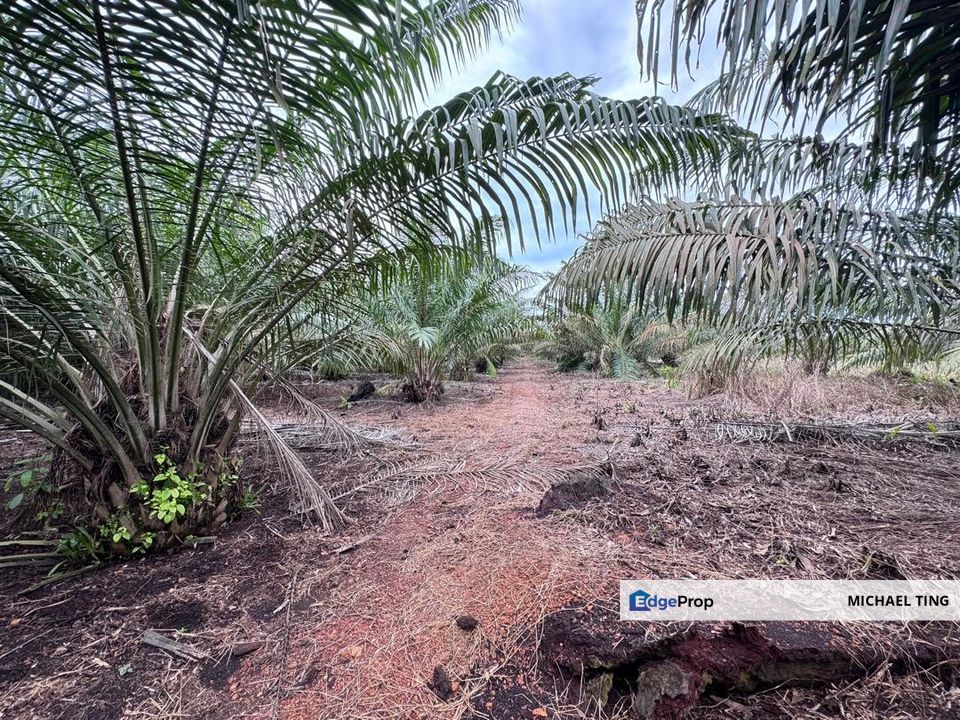 Pontian Agricultural Land For Sale, Johor, Pontian