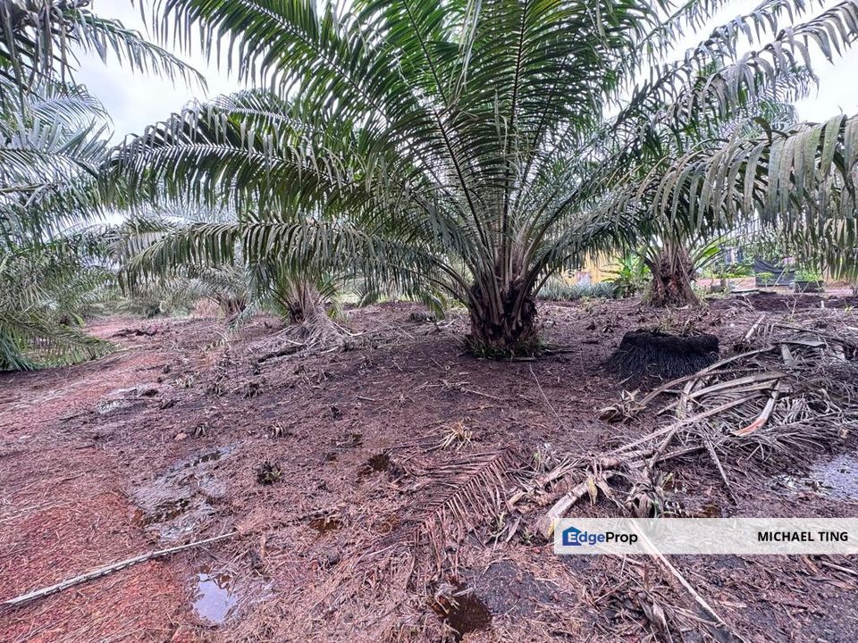 Pontian Agricultural Land For Sale, Johor, Pontian