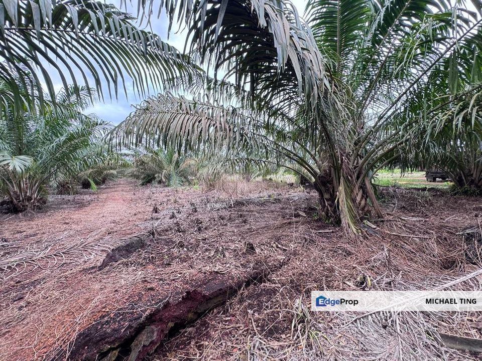 Pontian Agricultural Land For Sale, Johor, Pontian