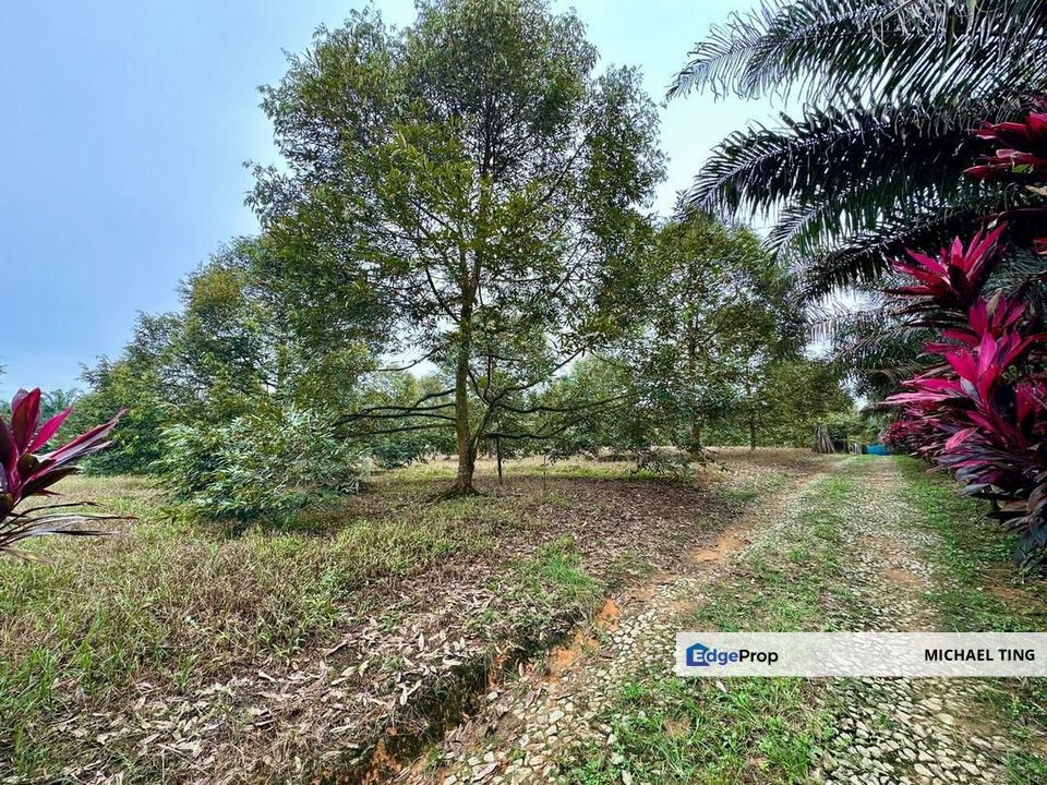 Sedenak Agricultural Land For Sale, Johor, Kulai