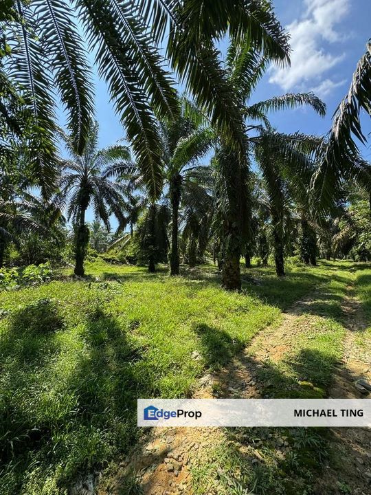 Kluang Agricultural Land For Sale, Johor, Kluang