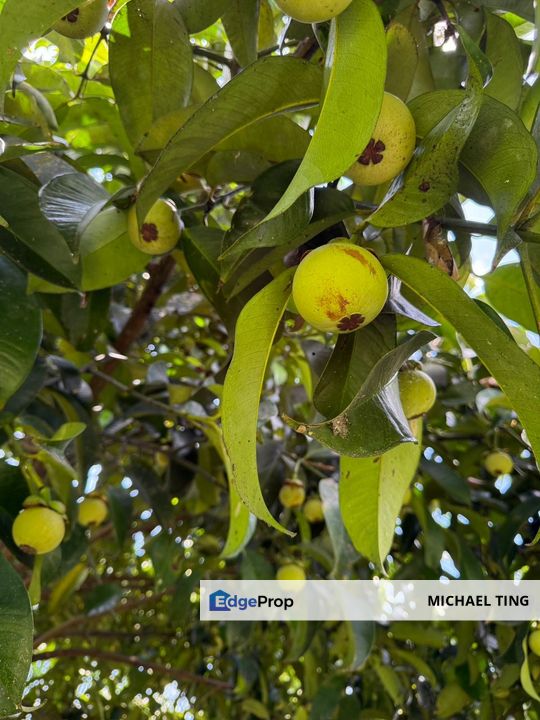 Ayer Hitam Agricultural Land For Sale, Johor, Kluang