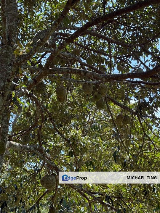 Ayer Hitam Agricultural Land For Sale, Johor, Kluang