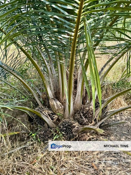 Benut Agricultural Land For Sale, Johor, Pontian