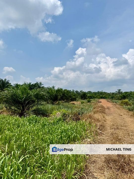 Benut Agricultural Land For Sale, Johor, Pontian