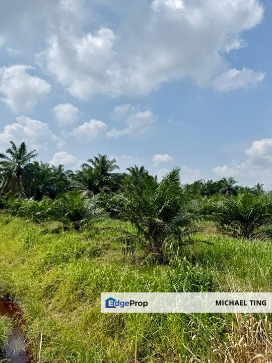 Benut Agricultural Land For Sale, Johor, Pontian