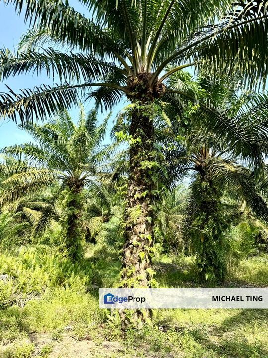 Benut Agricultural Land For Sale, Johor, Pontian