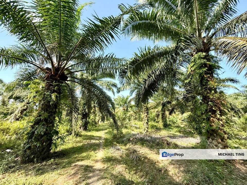 Benut Agricultural Land For Sale, Johor, Pontian